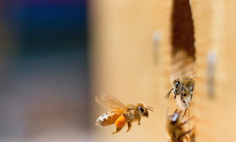 bee expert near me