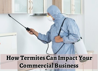 termites Inspections specialist brisbane