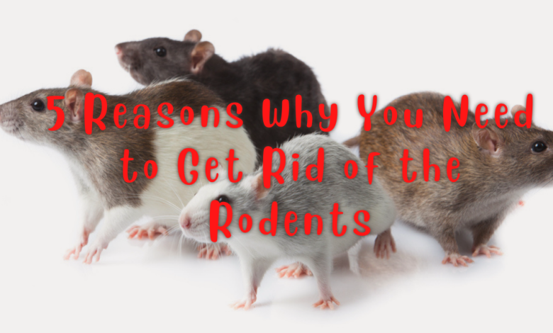 Get rid of rodents