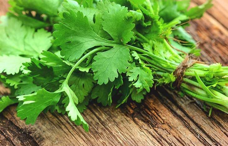 Amazing Health Benefits of Coriander